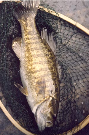 russian river small mouth