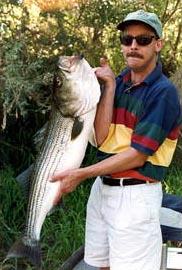 stanislaus river striper